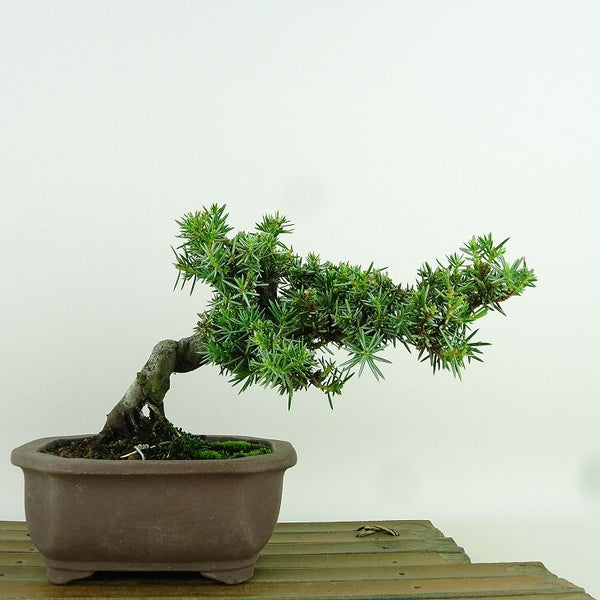 盆栽 杜松 樹高 約11cm としょう Juniperus rigida トショウ “ジン” ヒノキ科 常緑針葉樹 観賞用 小品 p1155915199