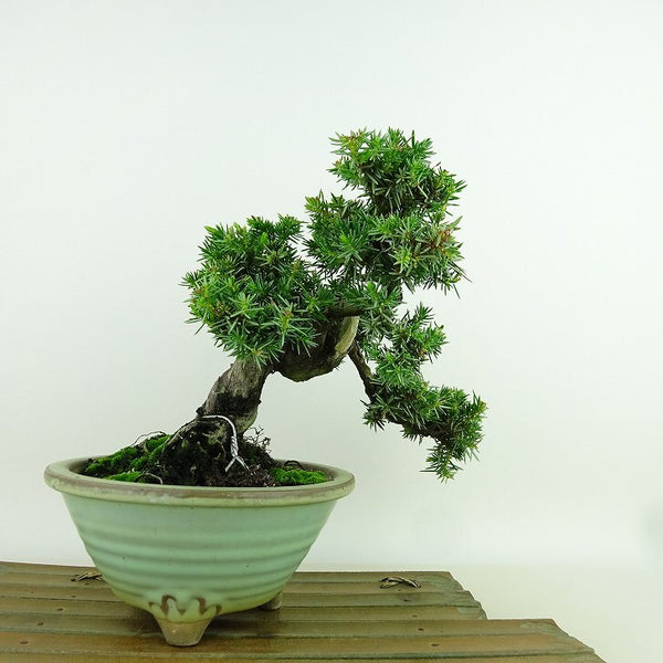 盆栽 杜松 樹高 約17cm としょう Juniperus rigida トショウ “ジン” ヒノキ科 常緑針葉樹 観賞用 小品 k1155921278