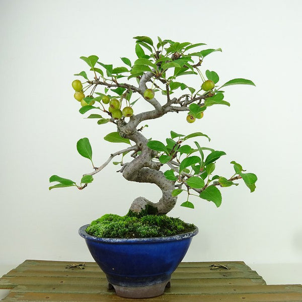 盆栽 海棠 樹高 約18cm かいどう Malus micromalus カイドウ 実 バラ科 落葉樹 観賞用 小品 c1155917434