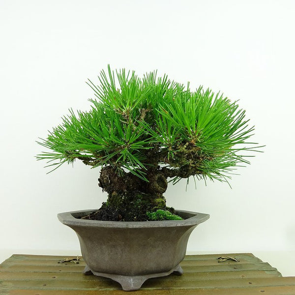 盆栽 松 黒松 樹高 約13cm くろまつ Pinus thunbergii クロマツ マツ科 常緑針葉樹 観賞用 小品 d1155935020