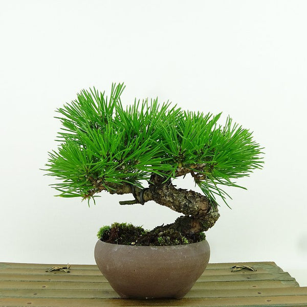 盆栽 松 黒松 樹高 約12cm くろまつ Pinus thunbergii クロマツ マツ科 常緑針葉樹 観賞用 小品 c1155919831