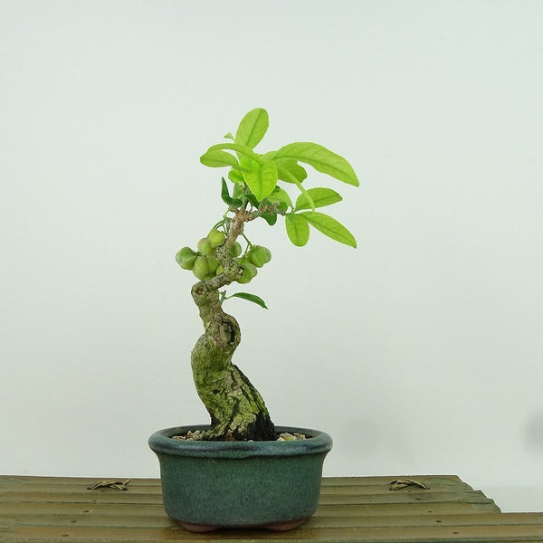 盆栽 真弓 樹高 約15cm まゆみ Euonymus sieboldianus マユミ ニシキギ科 落葉広葉樹 観賞用 小品 d1155938951