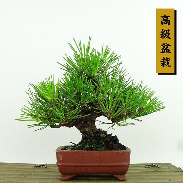 盆栽 松 黒松 樹高 約15cm くろまつ 高級盆栽 Pinus thunbergii クロマツ マツ科 常緑針葉樹 観賞用 小品 b1155931892