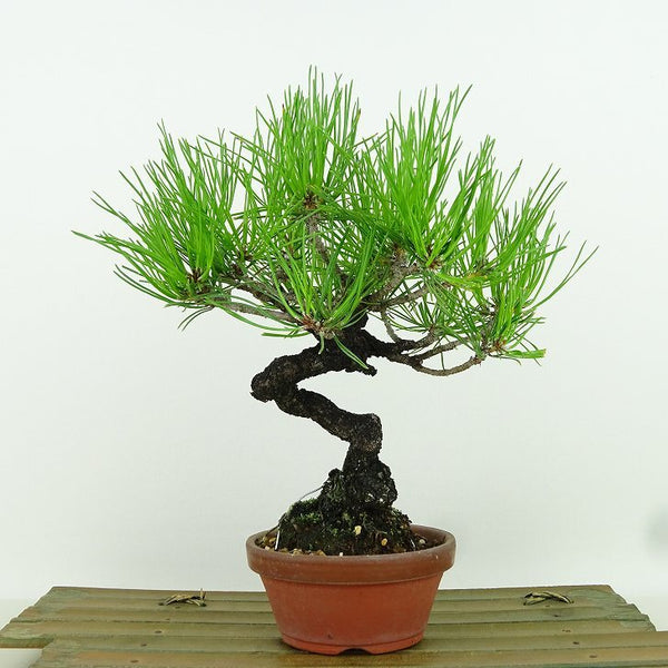 盆栽 松 黒松 樹高 約20cm くろまつ Pinus thunbergii クロマツ マツ科 常緑針葉樹 観賞用 小品 p1155921826