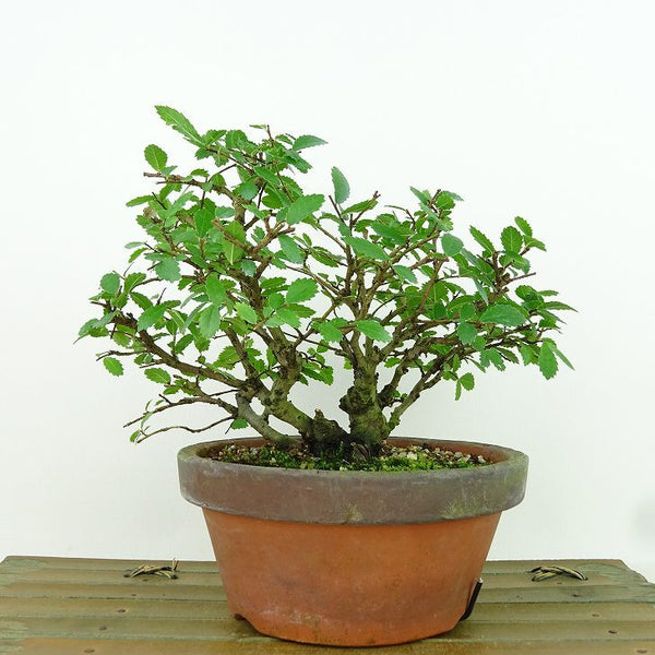 盆栽 楡欅 樹高 約14cm にれけやき Ulmus parvifolia ニレケヤキ 紅葉 ニレ科 落葉樹 観賞用 小品 q1155930936