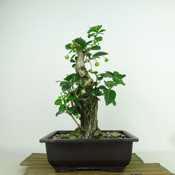 盆栽 真弓 樹高 約24cm まゆみ Euonymus sieboldianus マユミ ニシキギ科 落葉広葉樹 観賞用 k1155933209