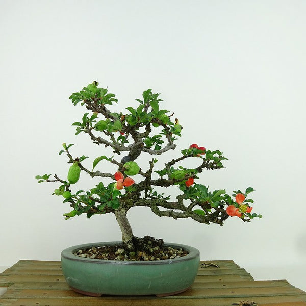 盆栽 梅 長寿梅 樹高 約17cm ちょうじゅばい Chaenomeles japonica 'Chojubai' チョウジュバイ バラ科 ボケ属 落葉樹 観賞用 小品 e1155937805