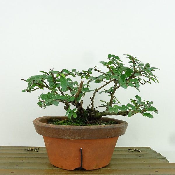 盆栽 楡欅 樹高 約10cm にれけやき Ulmus parvifolia ニレケヤキ 紅葉 ニレ科 落葉樹 観賞用 小品 d1155946755