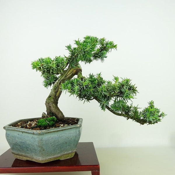 盆栽 杜松 樹高 約20cm としょう Juniperus rigida トショウ ヒノキ科 常緑針葉樹 観賞用 小品 j1156336126