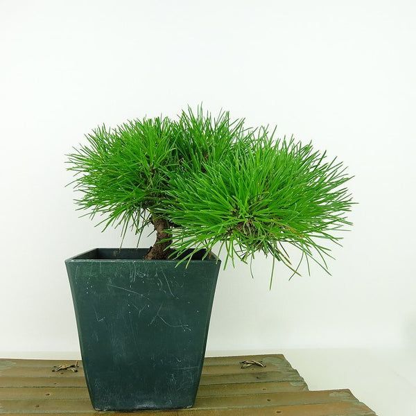 盆栽 松 黒松 樹高 16cm くろまつ Pinus thunbergii クロマツ マツ科 常緑針葉樹 観賞用 小品 x1156348305