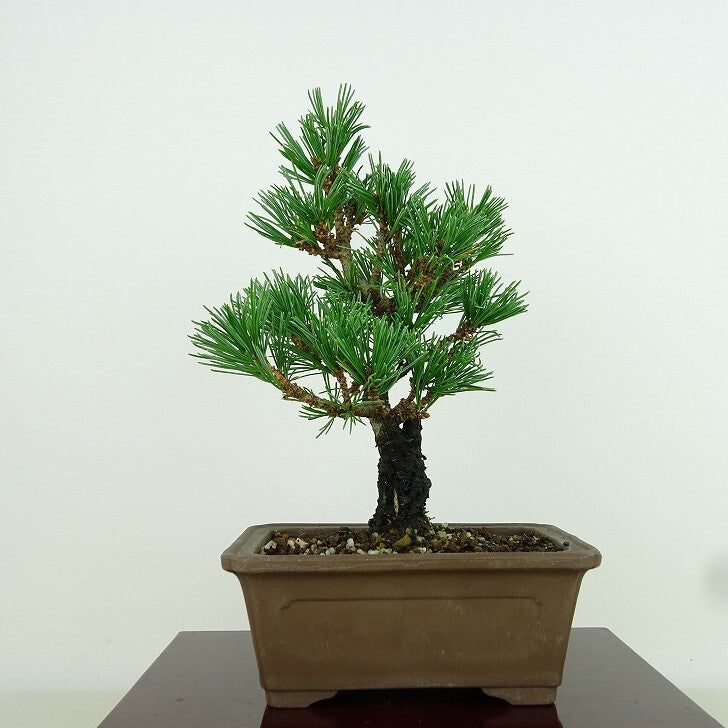 盆栽 松 五葉松 那須 樹高 約17cm ごようまつ Pinus parviflora ゴヨウマツ マツ科 常緑針葉樹 観賞用 小品 f11 – 森流  GreenFlow - 動植物造景專門店