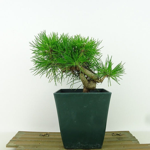 盆栽 松 黒松 樹高 14cm くろまつ Pinus thunbergii クロマツ マツ科 常緑針葉樹 観賞用 小品 d1156360104