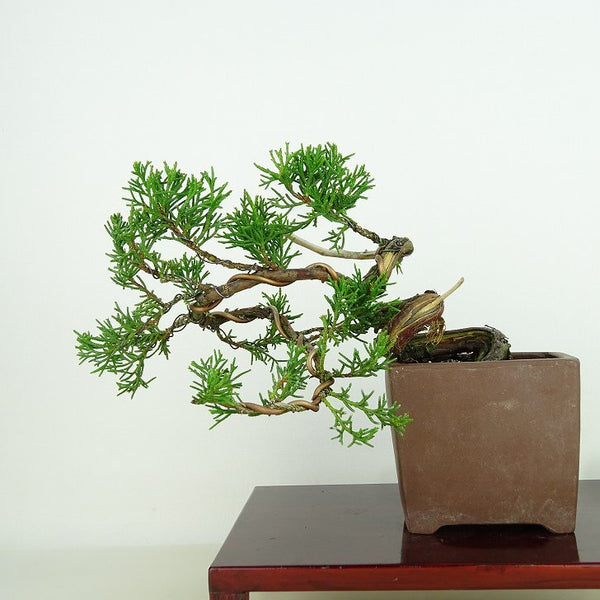 盆栽 真柏 樹高 上下 約11cm しんぱく Juniperus chinensis シンパク “ジン シャリ” ヒノキ科 常緑樹 観賞用 小品 d1156352144