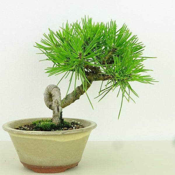 盆栽 松 黒松 樹高 11cm くろまつ Pinus thunbergii クロマツ マツ科 常緑針葉樹 観賞用 小品 b1156352842