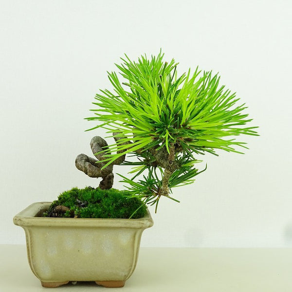 盆栽 松 黒松 樹高 10cm くろまつ Pinus thunbergii クロマツ マツ科 常緑針葉樹 観賞用 小品 t1156348567