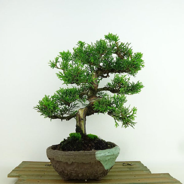 盆栽 真柏 樹高 約23cm しんぱく Juniperus chinensis シンパク “シャリ” ヒノキ科 常緑樹 観賞用 e1156354182