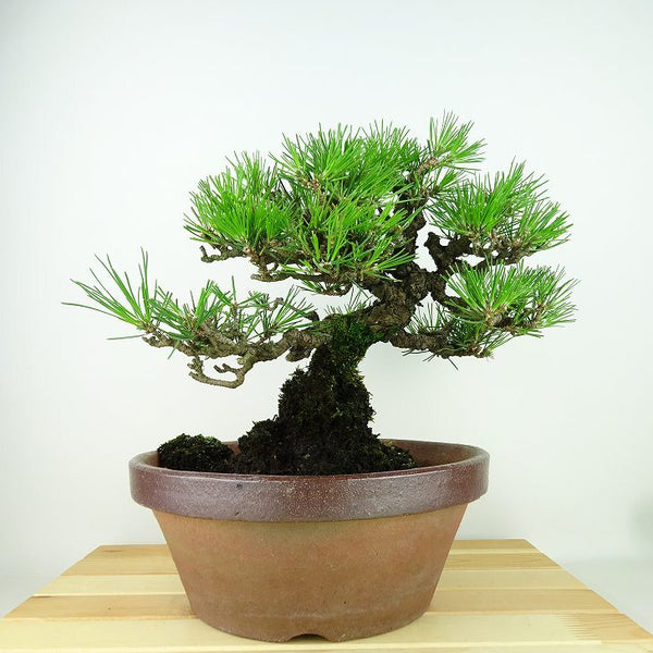 盆栽 松 黒松 樹高 約24cm くろまつ Pinus thunbergii クロマツ マツ科 常緑針葉樹 観賞用 d1156360044