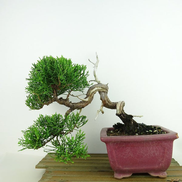 盆栽 真柏 樹高 約20cm しんぱく Juniperus chinensis シンパク “ジン シャリ” ヒノキ科 常緑樹 観賞用 小品 l1156355948