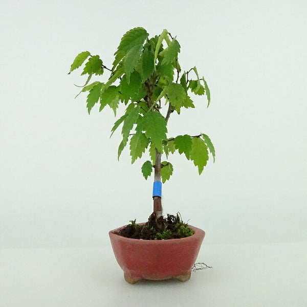 盆栽 欅 ミニ盆栽 樹高 約11cm けやき Zelkova serrata ケヤキ 紅葉 ニレ科 ケヤキ属 落葉樹 観賞用 小品 w1156361828