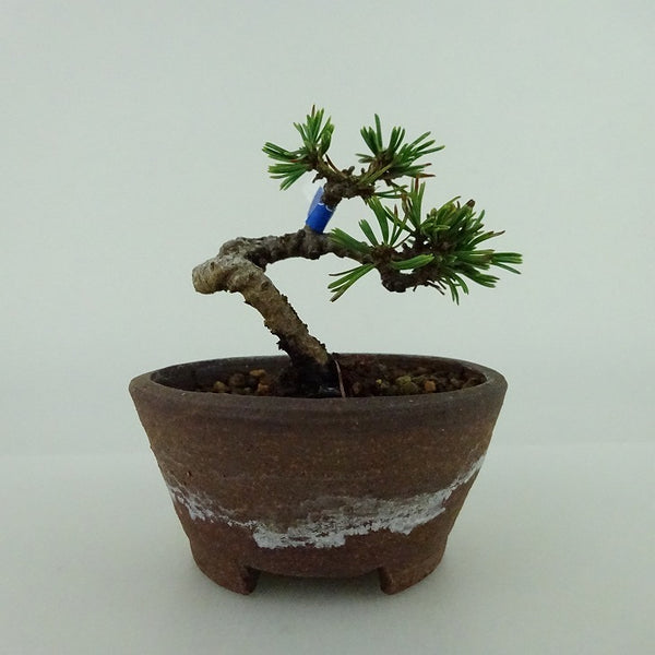 盆栽 松 五葉松 ミニ盆栽 樹高 約4.5cm ごようまつ Pinus parviflora ゴヨウマツ マツ科 常緑針葉樹 観賞用 小品 n1156868726