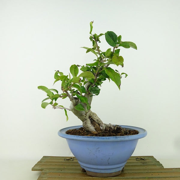 盆栽 花海棠 樹高 約23cm はなかいどう Malus halliana ハナカイドウ バラ科 リンゴ属 落葉樹 観賞用 h1157835305