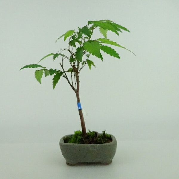 盆栽 欅 ミニ盆栽 樹高 約12cm けやき Zelkova serrata ケヤキ 紅葉 ニレ科 ケヤキ属 落葉樹 観賞用 小品 b1157826006