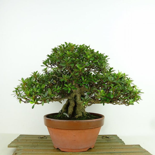 盆栽 皐月 幸の司 樹高 約18cm さつき Rhododendron indicum サツキ ツツジ科 常緑樹 観賞用 小品 n1157814300