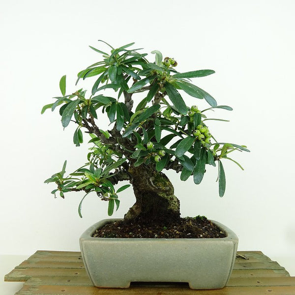 盆栽 橘擬き 樹高 約18cm たちばなもどき Pyracantha angustifolia タチバナモドキ バラ科 常緑樹 観賞用 小品 p1157813636