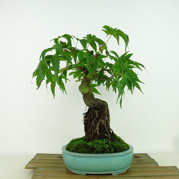 盆栽 紅葉 清玄 樹高 約25cm もみじ Acer palmatum モミジ カエデ科 落葉樹 観賞用 q1157817128