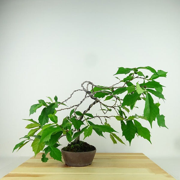 盆栽 犬枇杷 樹高 上下 約28cm いぬびわ Ficus erecta イヌビワ クワ科 イチジク属 落葉樹 観賞用 u1157828197