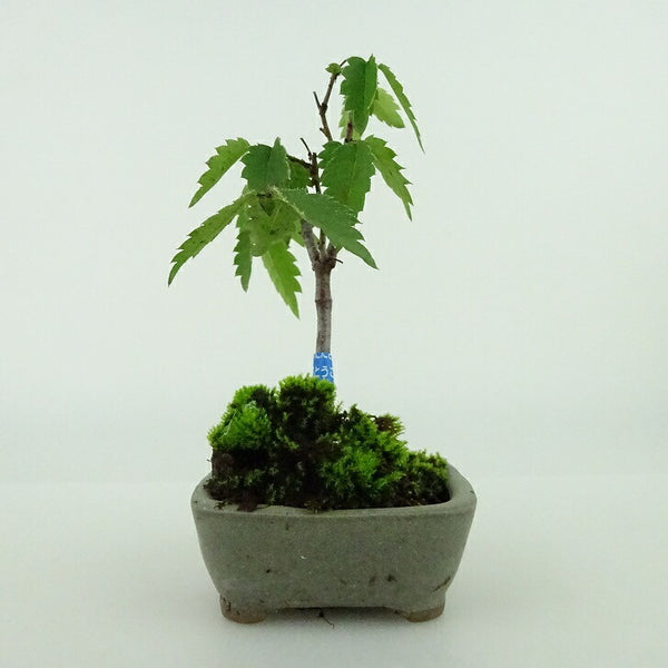 盆栽 欅 ミニ盆栽 樹高 約9cm けやき Zelkova serrata ケヤキ 紅葉 ニレ科 ケヤキ属 落葉樹 観賞用 小品 s1157823604