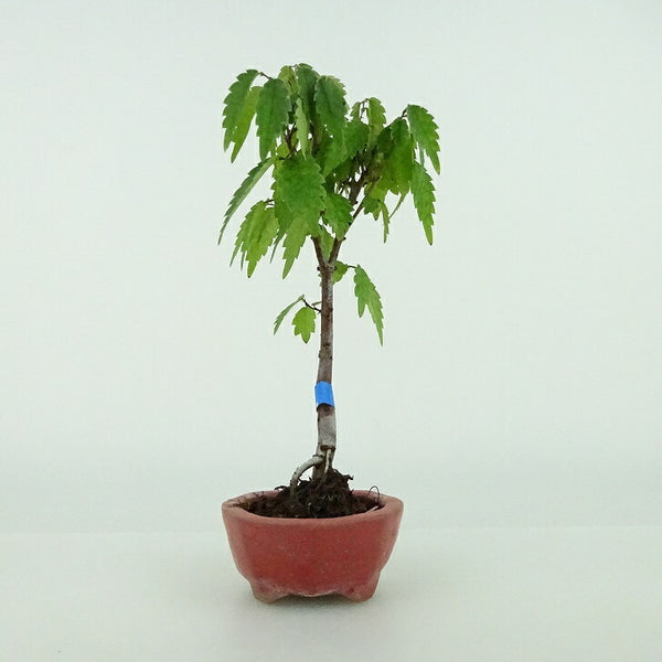 盆栽 欅 ミニ盆栽 樹高 約12cm けやき Zelkova serrata ケヤキ 紅葉 ニレ科 ケヤキ属 落葉樹 観賞用 小品 p1157819603