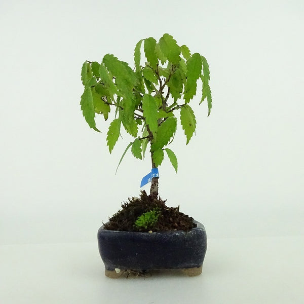 盆栽 欅 ミニ盆栽 樹高 約11cm けやき Zelkova serrata ケヤキ 紅葉 ニレ科 ケヤキ属 落葉樹 観賞用 小品 d1157819489