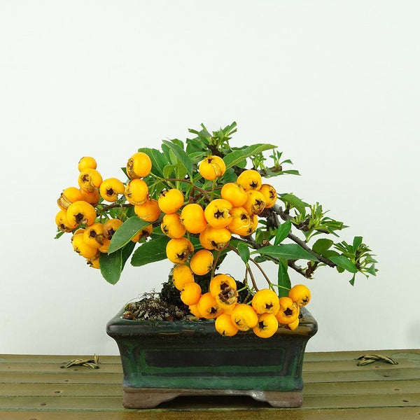 盆栽 ピラカンサ 樹高 上下 約9cm Pyracantha 実物 バラ科 常緑樹 観賞用 小品 h1157830930