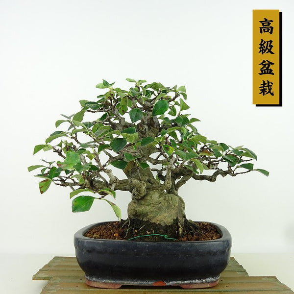 盆栽 花梨 樹高 約21cm かりん 高級盆栽 Pseudocydonia sinensis カリン バラ科 落葉樹 観賞用 v1157973183