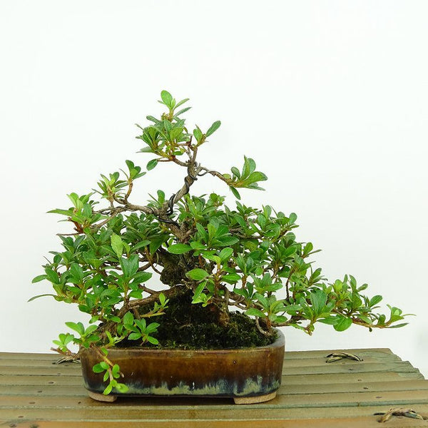 盆栽 皐月 大盃 樹高 約14cm さつき Rhododendron indicum サツキ ツツジ科 常緑樹 観賞用 小品 u1157987420