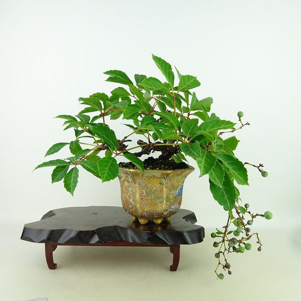 盆栽 アメリカヅタ 樹高 上下 約31cm あめりかづた Parthenocissus quinquefolia つる性 ブドウ科 ツタ属 落葉樹 庭木 観賞用 s1157973555