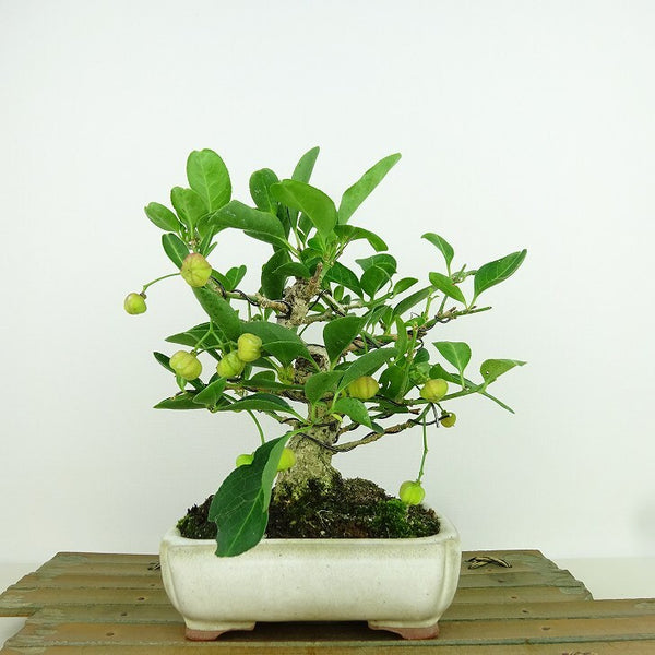 盆栽 真弓 樹高 約17cm まゆみ Euonymus sieboldianus マユミ 実物 紅葉 ニシキギ科 落葉広葉樹 観賞用 小品 1158082324