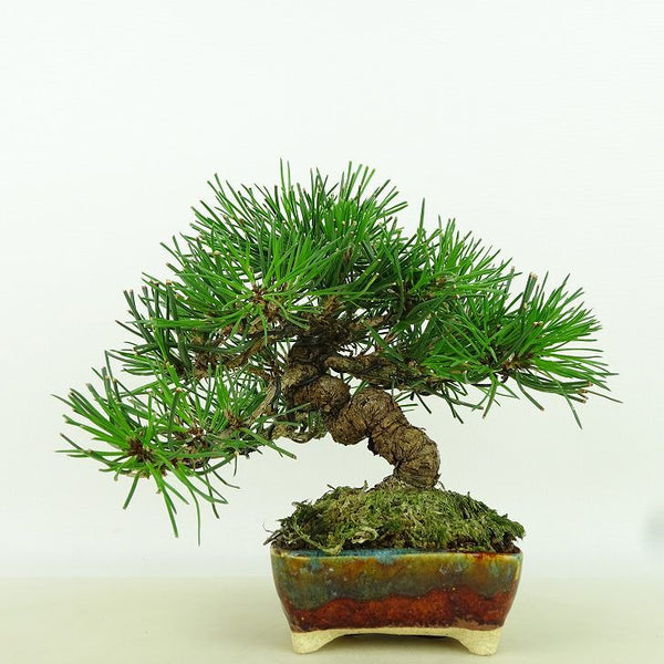 盆栽 松 黒松 樹高 約13cm くろまつ Pinus thunbergii クロマツ マツ科 常緑針葉樹 観賞用 小品 c1158688319