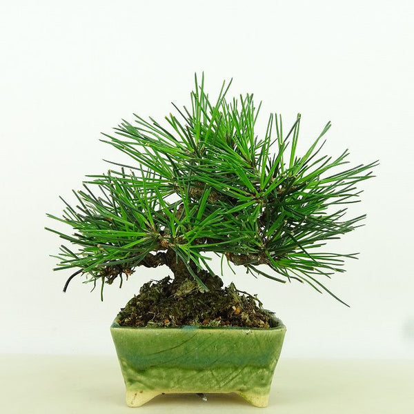 盆栽 松 黒松 樹高 約12cm くろまつ Pinus thunbergii クロマツ マツ科 常緑針葉樹 観賞用 小品 m1158680694