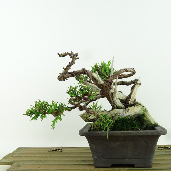 盆栽 真柏 樹高 約11cm しんぱく Juniperus chinensis シンパク ジン シャリ ヒノキ科 常緑樹 観賞用 小品 r1158754622