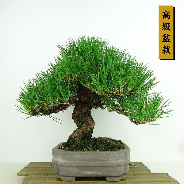 盆栽 松 黒松 樹高 約23cm くろまつ 高級盆栽 Pinus thunbergii クロマツ マツ科 常緑針葉樹 観賞用 h1158782209