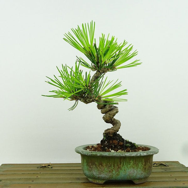 盆栽 松 黒松 樹高 約16cm くろまつ Pinus thunbergii クロマツ マツ科 常緑針葉樹 観賞用 小品 m1158761504