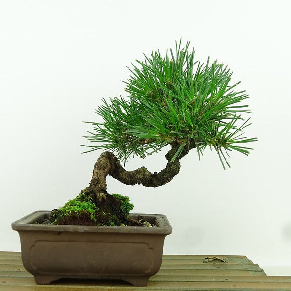 盆栽 松 黒松 樹高 約15cm くろまつ Pinus thunbergii クロマツ マツ科 常緑針葉樹 観賞用 小品 t1158757268