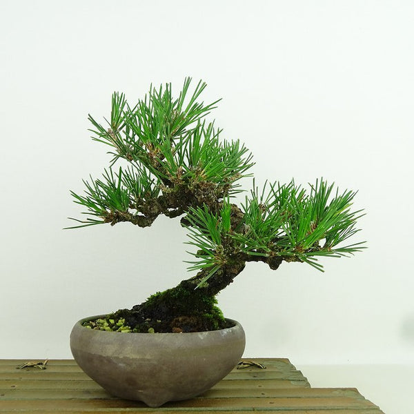 盆栽 松 黒松 樹高 約19cm くろまつ Pinus thunbergii クロマツ マツ科 常緑針葉樹 観賞用 小品 q1158767114