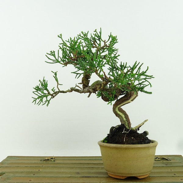 盆栽 真柏 樹高 約15cm しんぱく Juniperus chinensis シンパク “ジン シャリ” ヒノキ科 常緑樹 観賞用 小品 e1158762341