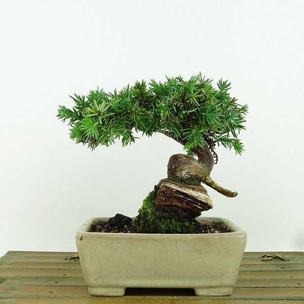 盆栽 松 杜松 樹高 約11cm としょう Juniperus rigida トショウ ヒノキ科 常緑針葉樹 観賞用 小品 b1158773368