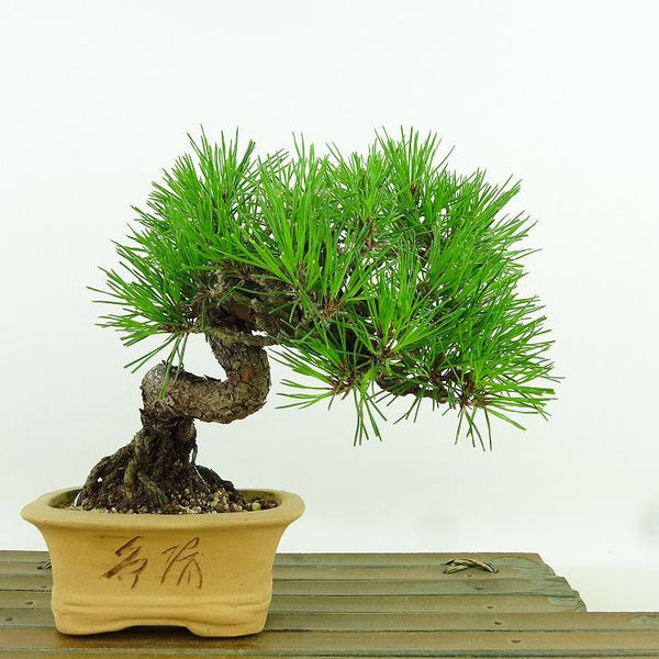 盆栽 松 赤松 樹高 約14cm あかまつ Pinus densiflora アカマツ red pine マツ科 常緑樹 観賞用 小品 c1158758135