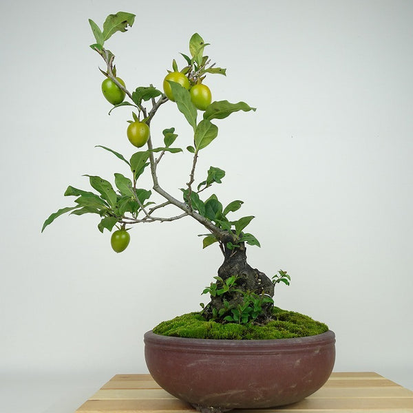 盆栽 老爺柿 紅富士 樹高 約33cm ろうやがき Diospyros rhombifolia ロウヤガキ 実物 雌木 カキノキ科 落葉～半落葉樹 観賞用 t1158757226