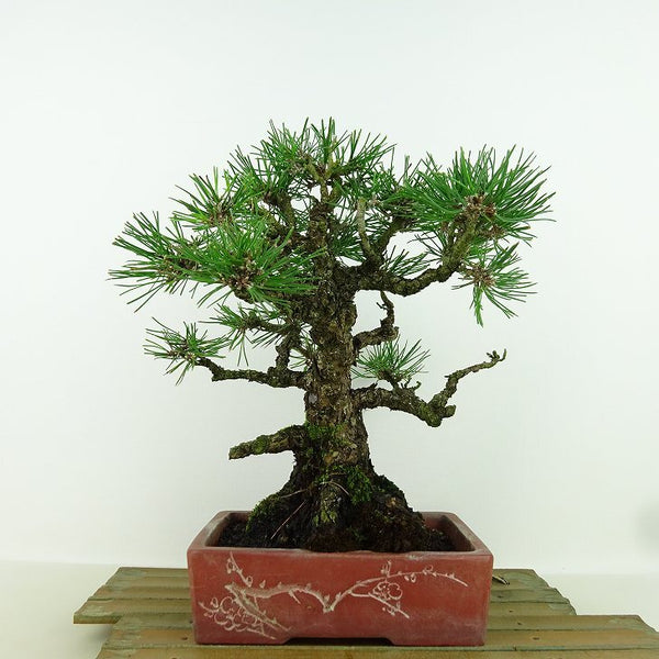 盆栽 松 黒松 樹高 約23cm くろまつ Pinus thunbergii クロマツ マツ科 常緑針葉樹 観賞用 r1158756409